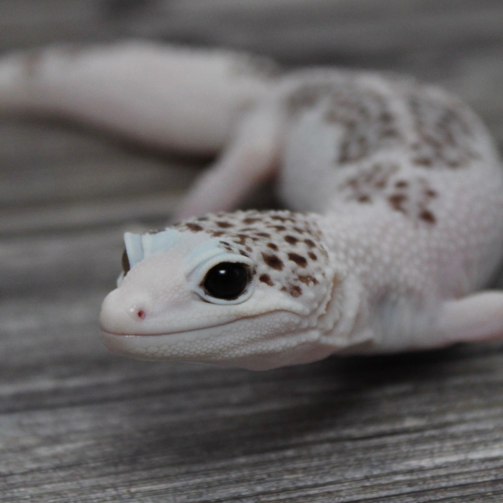 Great expression on a white leopard spotted gecko.