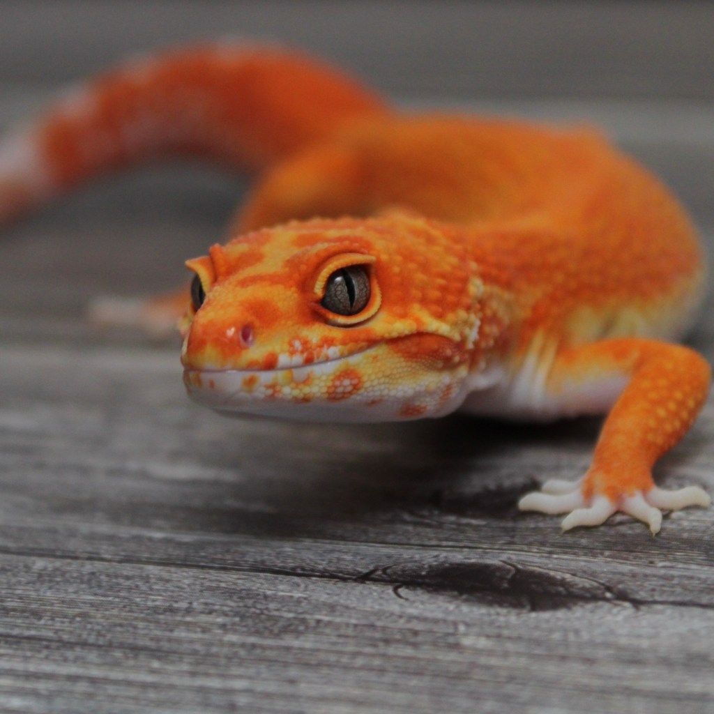 Great expression on beautiful orange gecko from MS Farm Exotics.