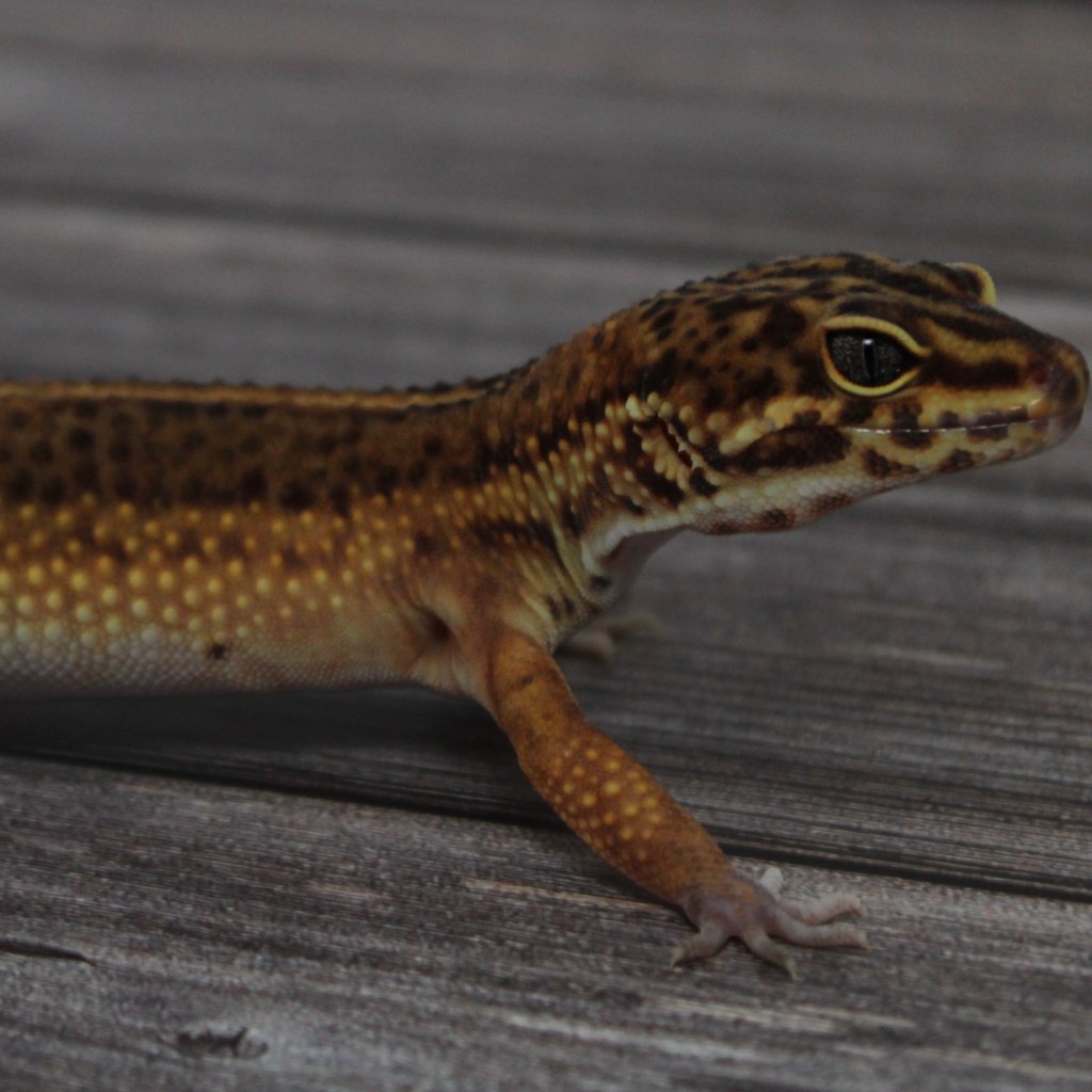 Available leopard geckos and African fat-tailed geckos from MS Farms Exotics