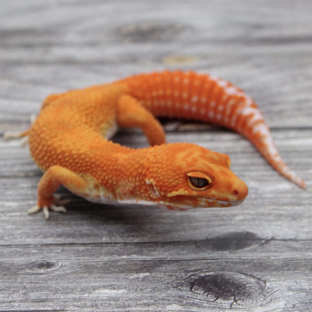Bright orange and white Leopard gecko bred by MS Farms Exotics.