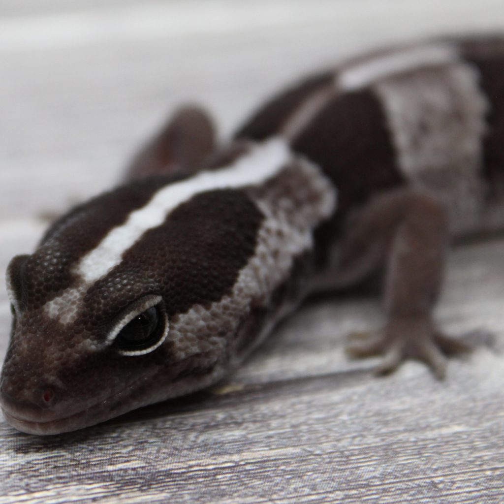 A beautiful example of a MS Farms Exotic gecko