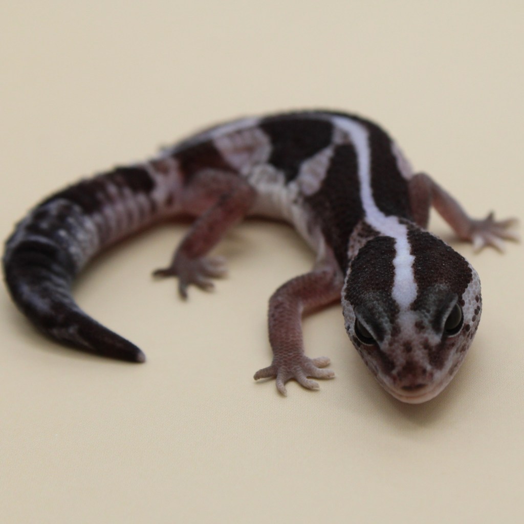 Stripe Oreo Baby African Fat Tailed Gecko Female bred by MS Farms Exotics