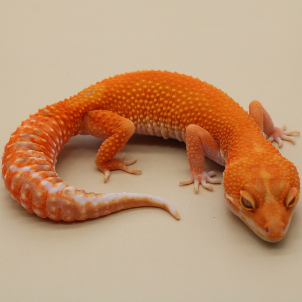 Red hot rainwater project Leopard Gecko bred by MS Farms Exotics