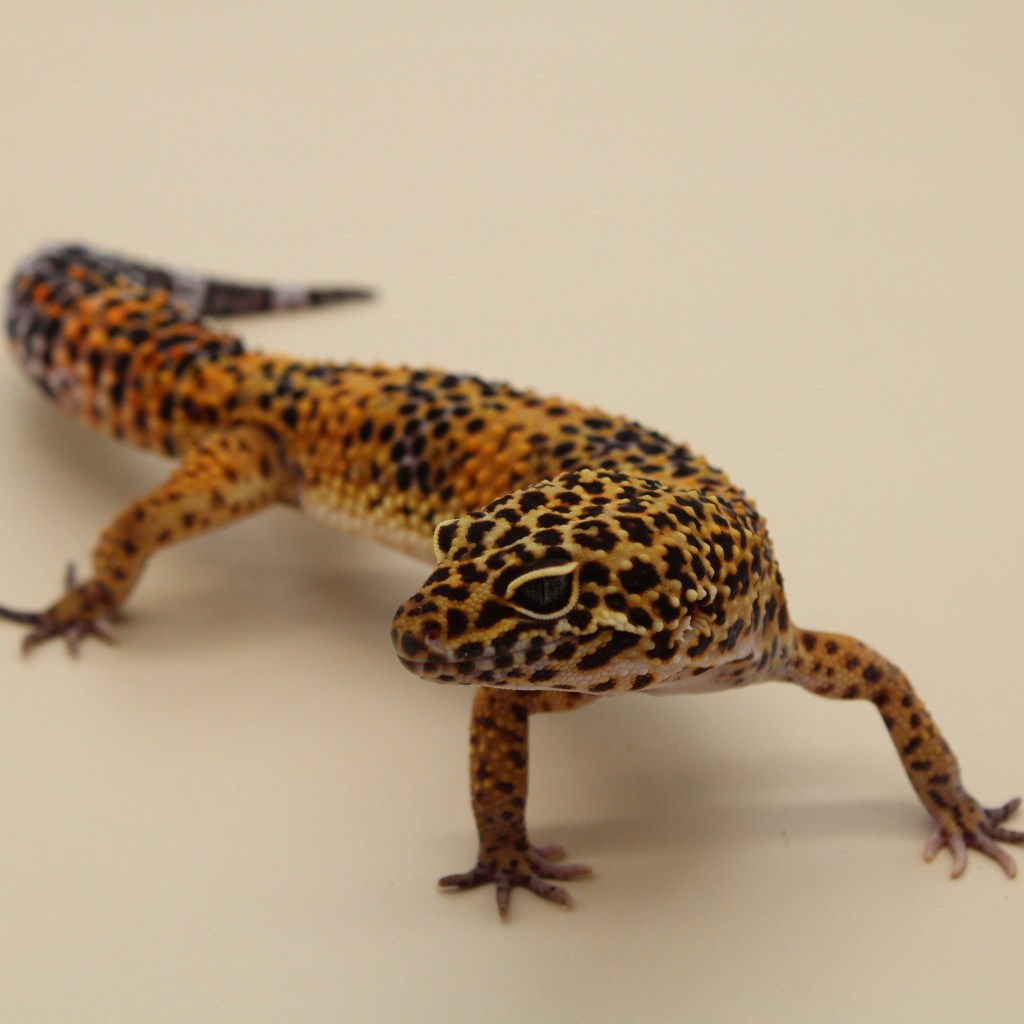 Blood black knight cross leopard gecko bred by MS Farm Exotics.